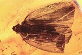 Detailed Fossil Planthopper (Fulgoroidea) In Baltic Amber #288171-1